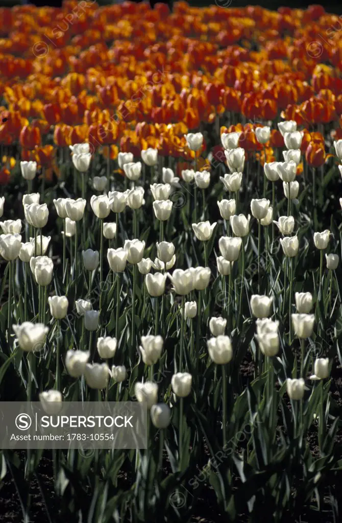 Field of white tulips, Ontario, Canada.