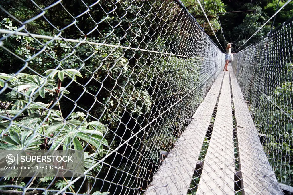 Tourist on a skywalk in a rainforest, Monte Verde Cloud Forest, Costa Rica