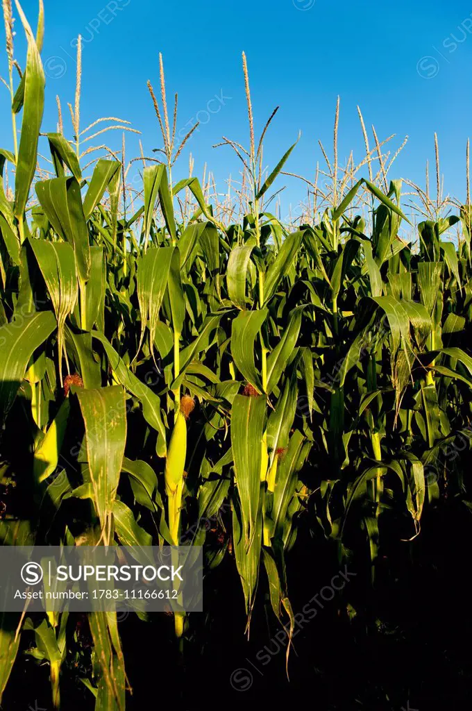 Corn Plantation In Santa Barbara Do Sul, Rio Grande Do Sul, Brazil