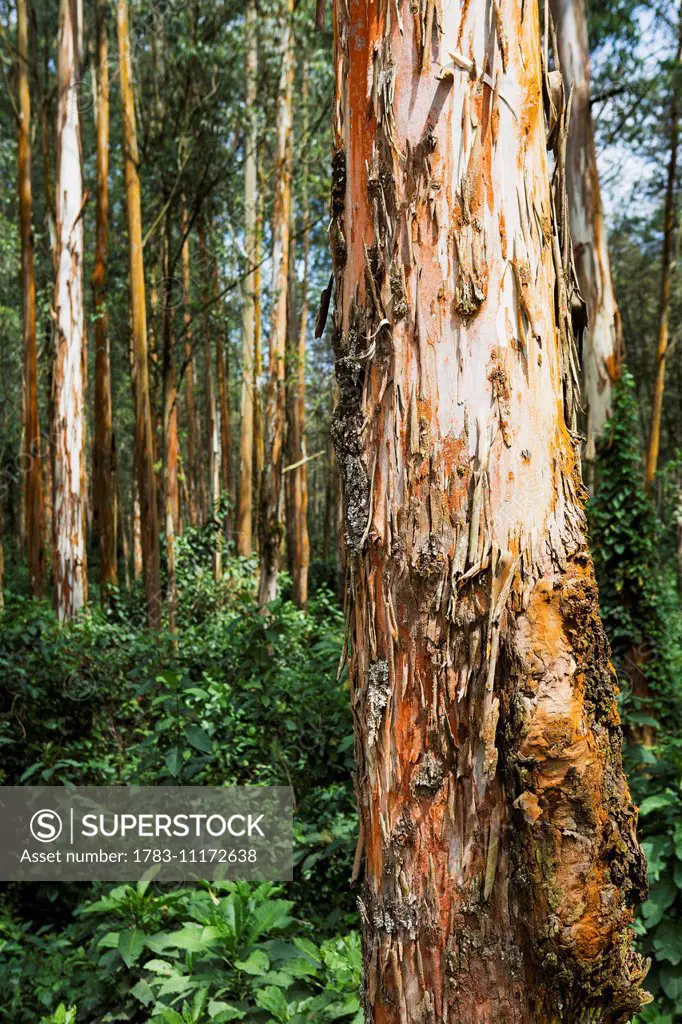 Eucalyptus trees in the Highlands of Ethiopia; Ethiopia