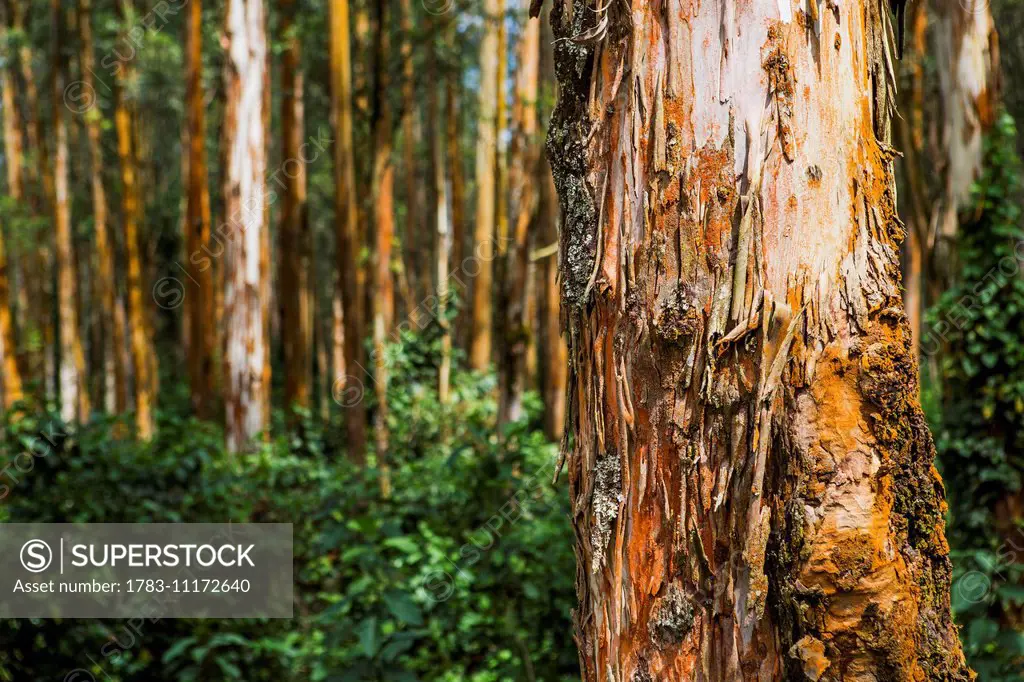Eucalyptus trees in the Highlands of Ethiopia; Ethiopia