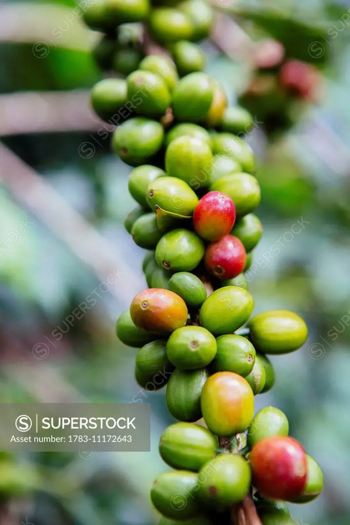 Coffee growing in the highlands of Ethiopia; Ethiopia