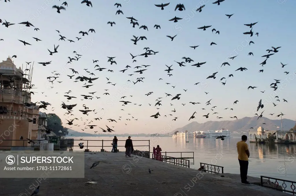 A flock of bird flying over the waterfront at the river's edge; Udaipur, India
