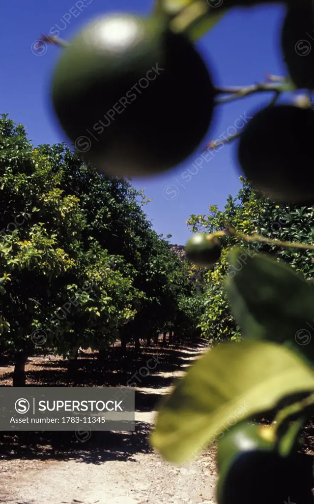Lime hanging from tree in a grove, Close Up, Cyprus 