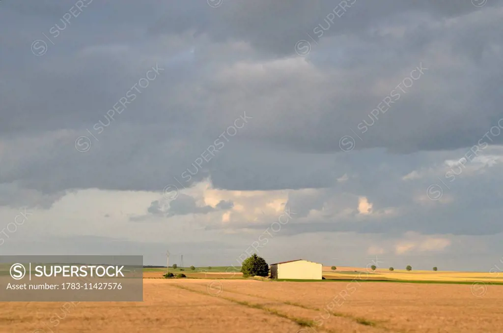 View Of The French Countryside With Wheat Fields And Round Trees, France