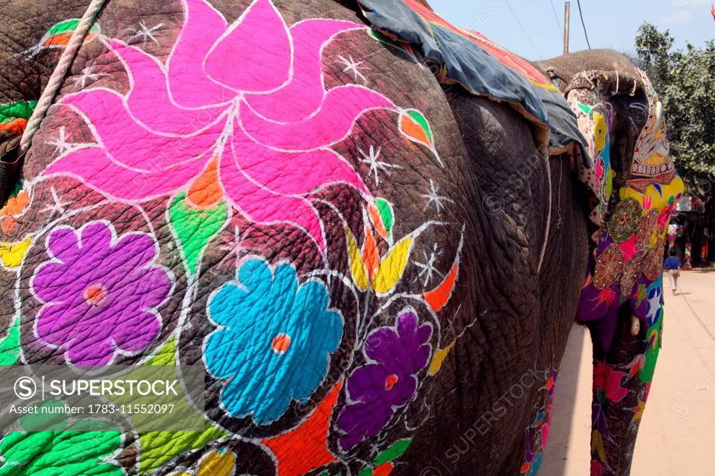 At Elephant Festival, Jaipur, capital of Rajasthan, India. Annual event held at Chaughan Stadium within the Old Walled centre of Jaipur. Popular event...