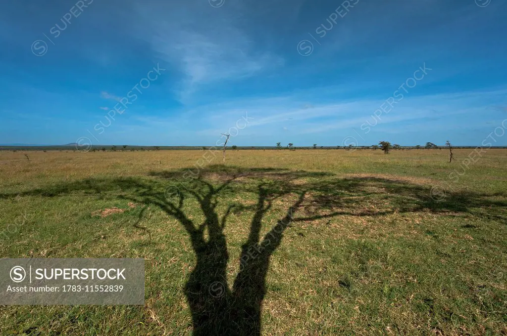 Shadow of large acacia tree on grassy plain, Ol Pejeta Conservancy; Kenya