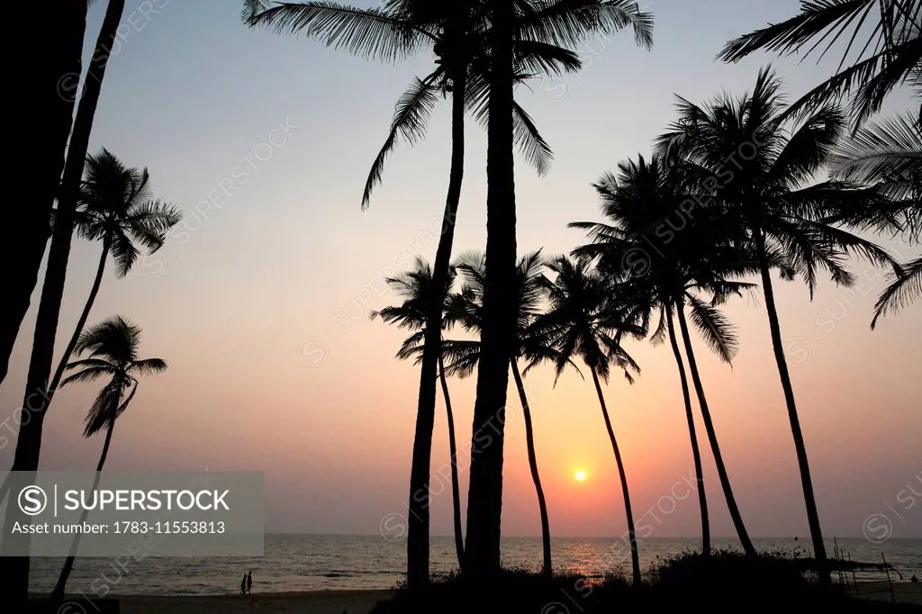 Palm trees at sunset, Anjuna Beach, Goa State, India, Asia.Ê