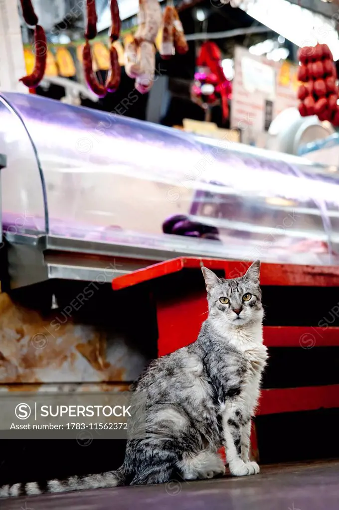 Cat In Front Of A Butcher In Mercado De San Telmo, San Telmo, Buenos Aires, Argentina