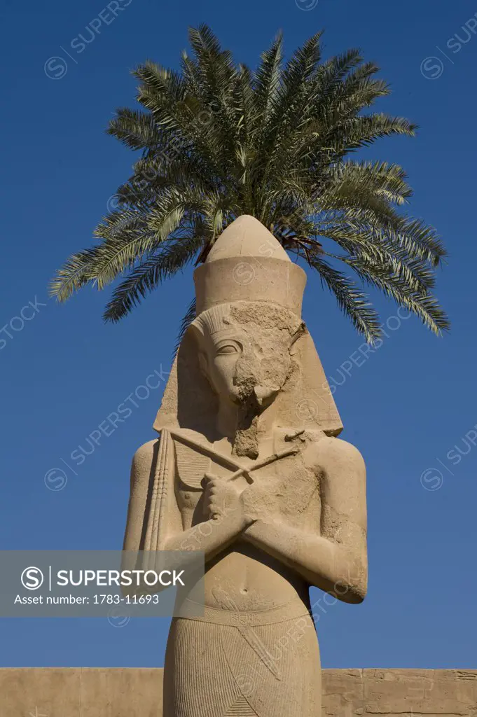 Colossus of Ramses II in front of date palm, precinct of Amun, Karnak Temple, Luxor, Egypt.