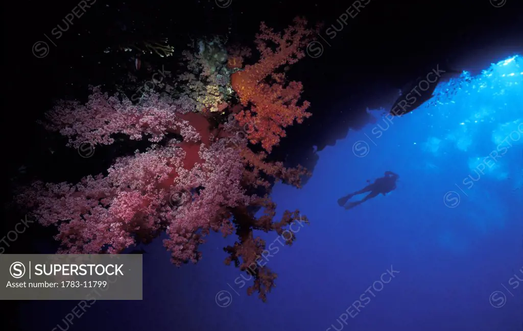 Silhouette of scuba diver with red soft coral, Shark Reef, Red Sea, Egypt.