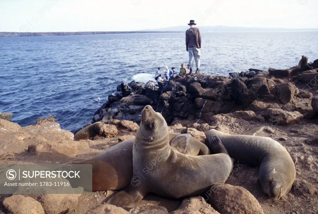 Tourist and sea lions on rocks, North Seymour, Ecuador, Galapagos Islands