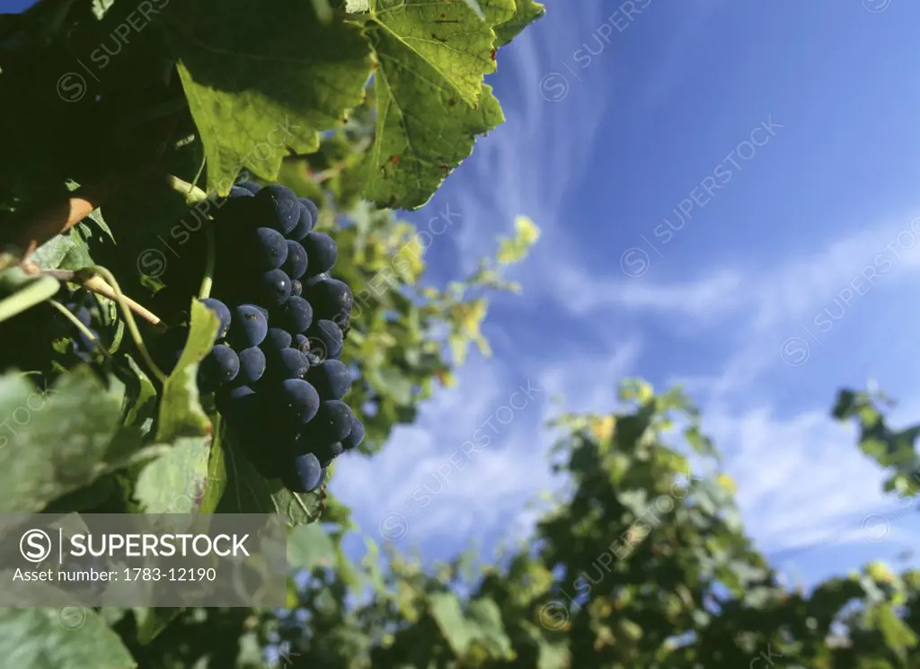 Purple grapes on vine in vineyard, Grand Cru vineyards of La Romanee Conti, Burgundy, France