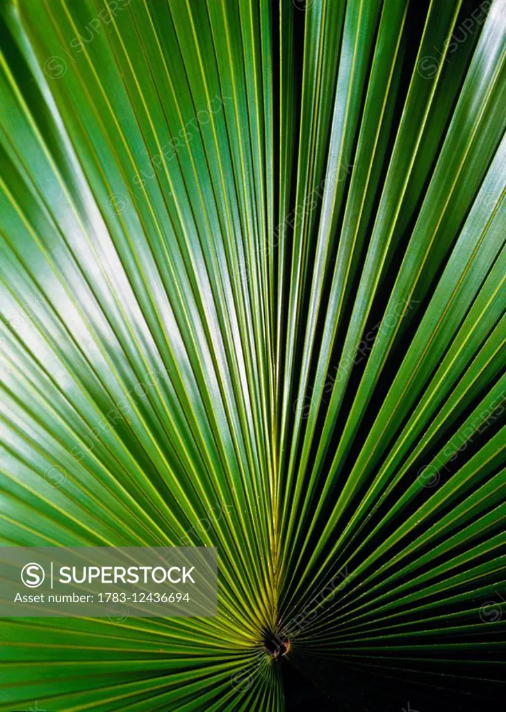 Detail of a palm leaf in the Amazon Rainforest.