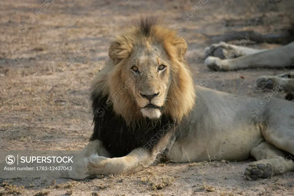 LION IN KRUGER PARK SOUTH AFRICA