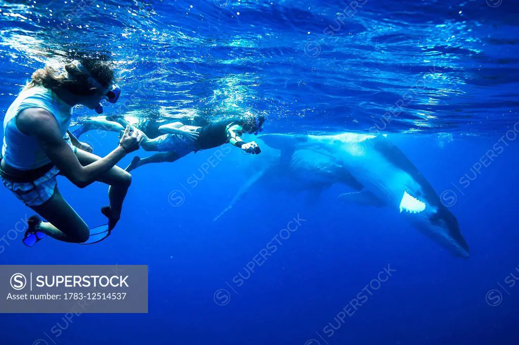 Tourists swimming with Humpback whales (Megaptera novaeangliae); Vavau, Tonga