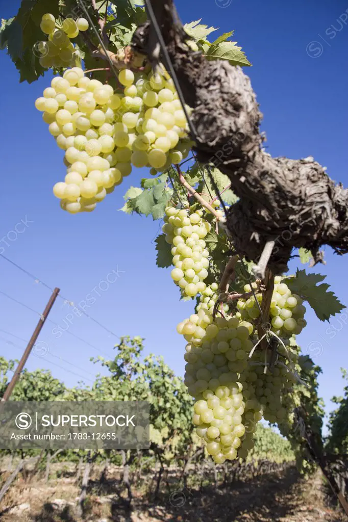 Grape vine in Vaucluse, Provence, France.