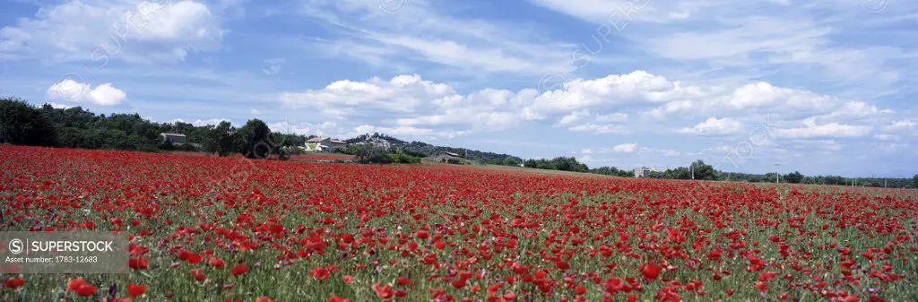 Looking across field of poppies to small village in Provence, France