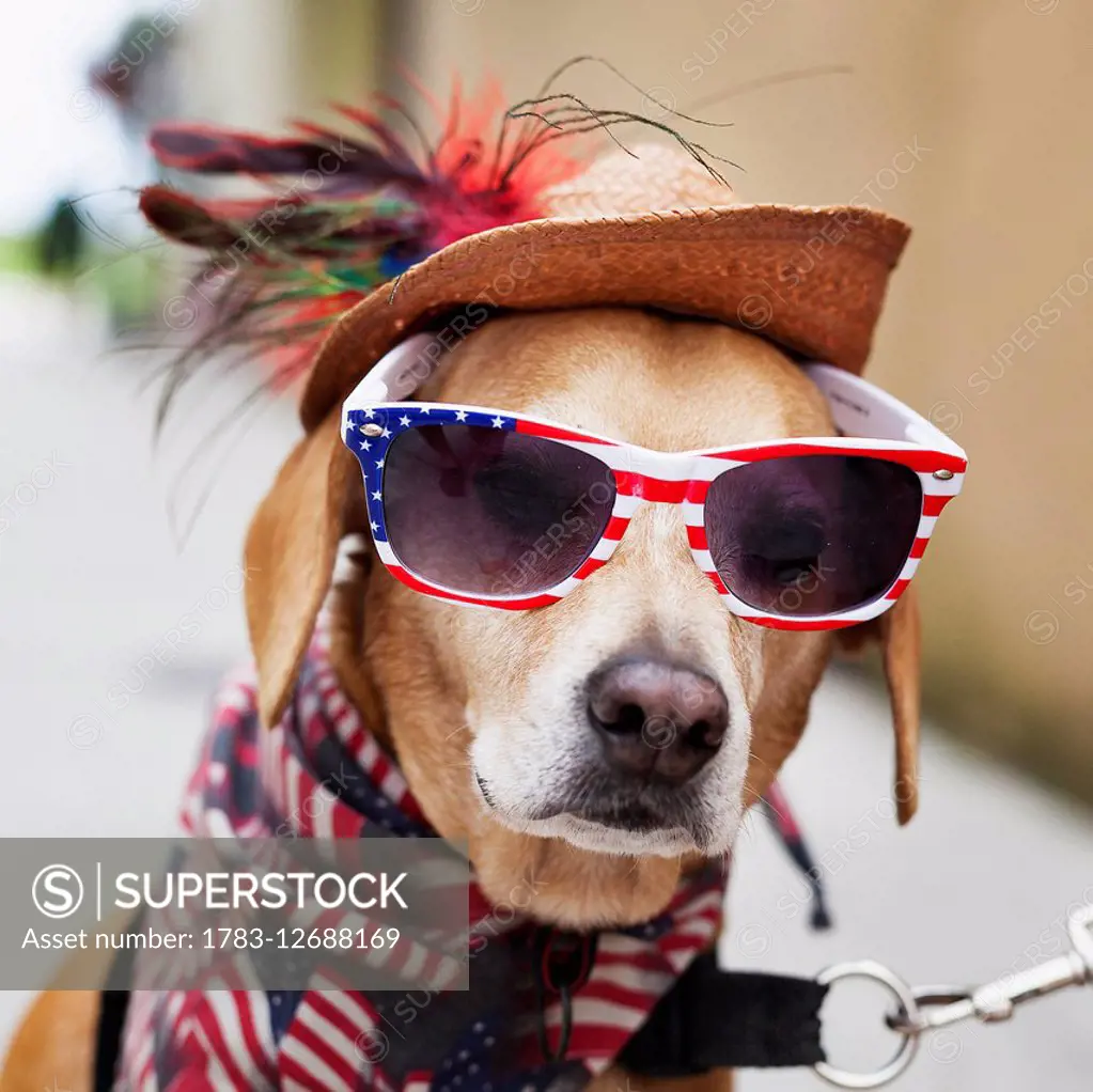 Dog wearing American flag sunglasses, American flag bandana around neck, and an old straw hat on his head, looking at camera; Florida, United States o...