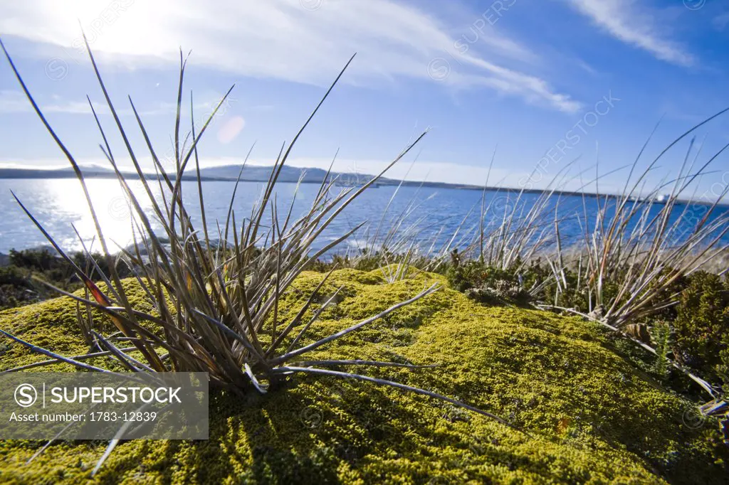 Details of flora at Ordnance point, Falkland Islands.
