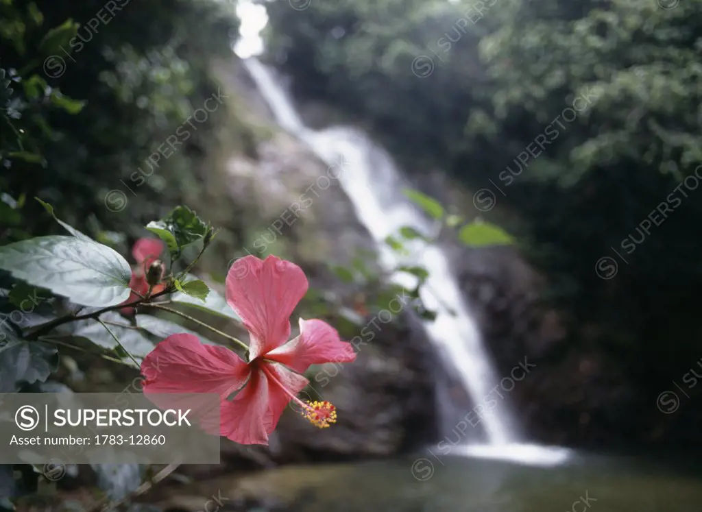 Flower at Savu na mate laya waterfall, Biausevu Village, Koroleva, Fiji
