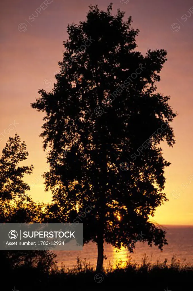 Tree and lake at sunset, Finland.
