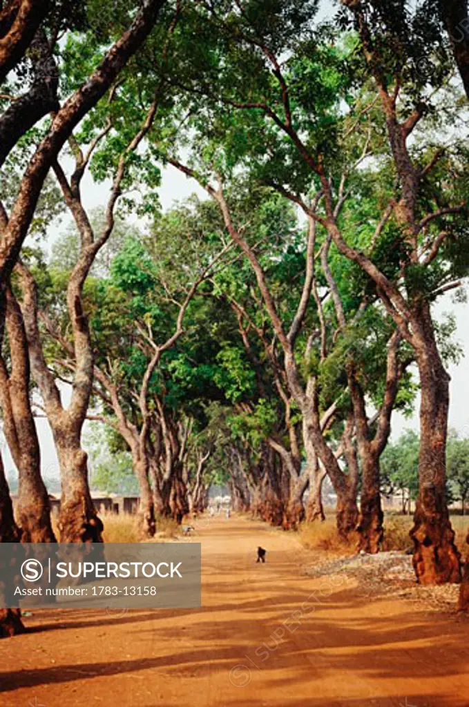 Tree lined road, Yendi, Northern Region, Ghana
