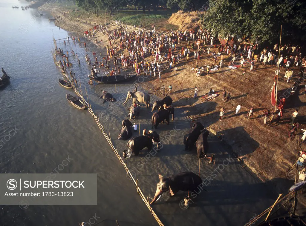 Sonepur Cattle Fair on the banks of river Ganga, India.
