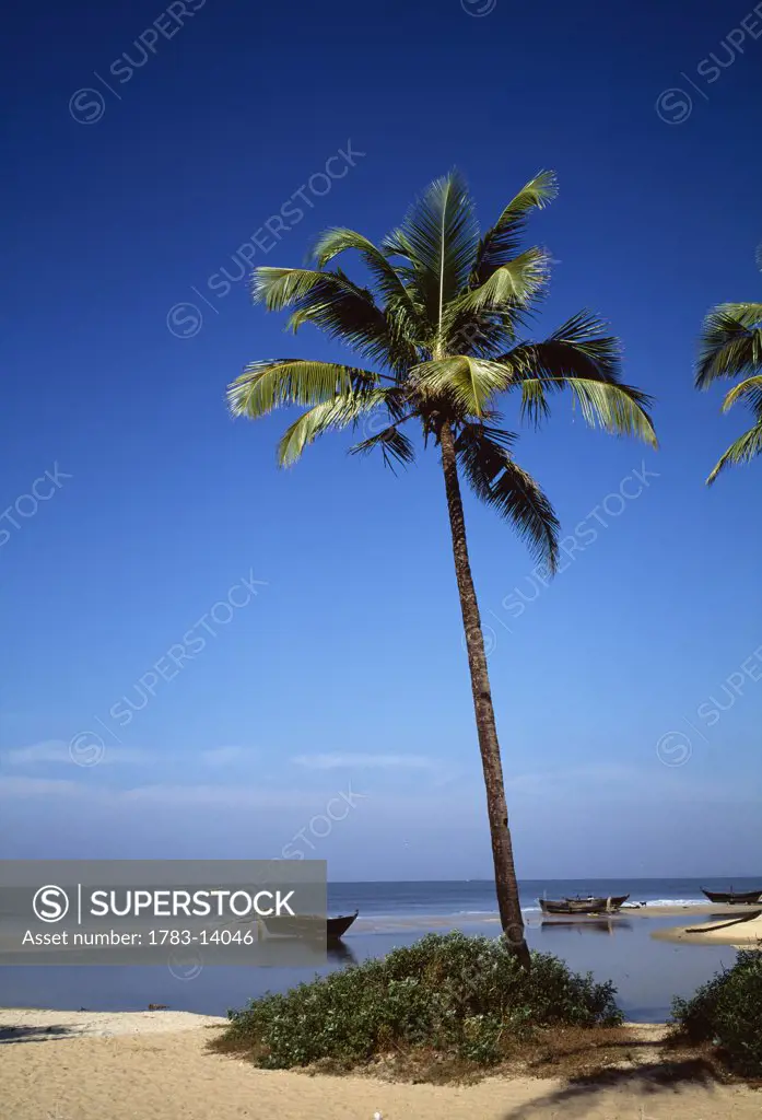 Beach with palm tree and boat, Goa, India.