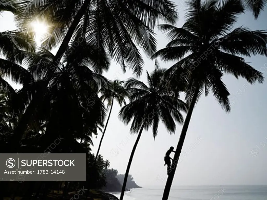 Silhouetted man climbing a palm tree to pick coconuts, Varkala, Kerala, South India