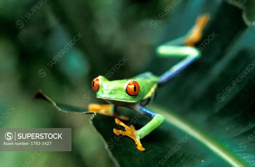 Red-eyed Tree Frog, Turrialba, Costa Rica 