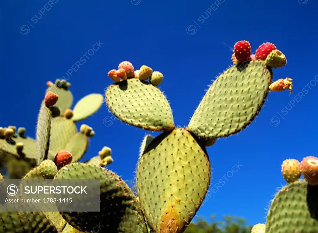 Cactus in the gardens of the summer palace on the island of Lokrum off Dubrovnik, Dubrovnik, Croatia. 