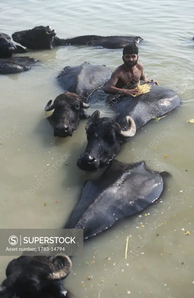 Water Buffalo being bathed in sacred Ganges River, Varanasi, India.