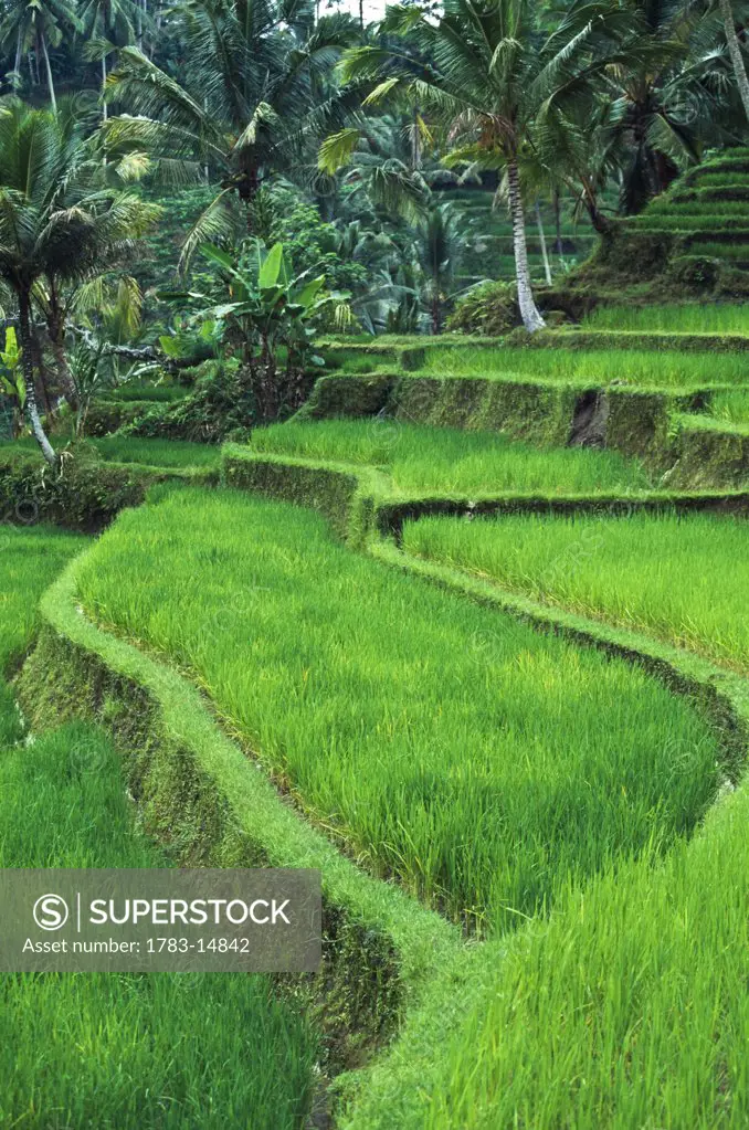 Terraced fields of rice, Paddies around Gunung Kawi Tampakasiring, near Ubud, Bali, Indonesia.