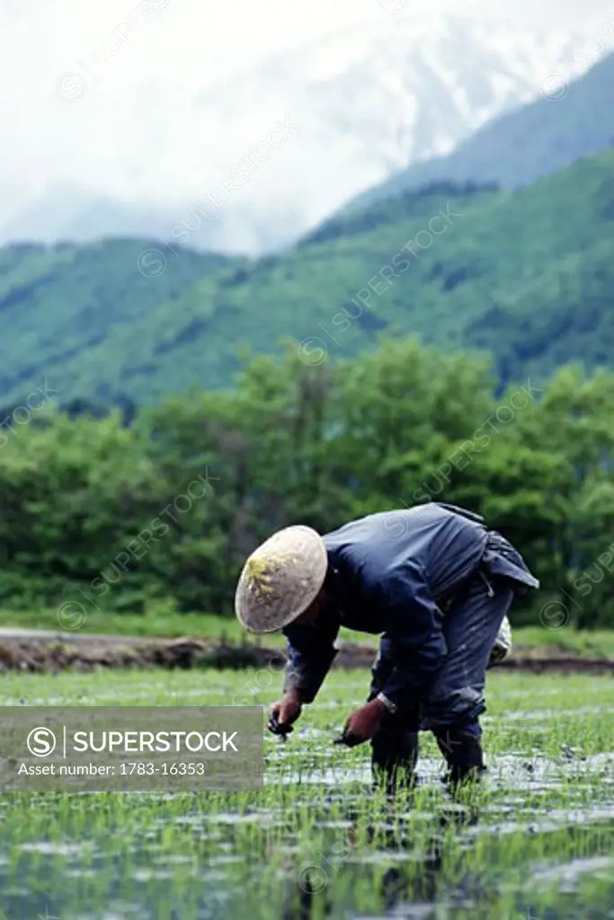 Farmer in traditional hat planting rice, Takayama, Japan