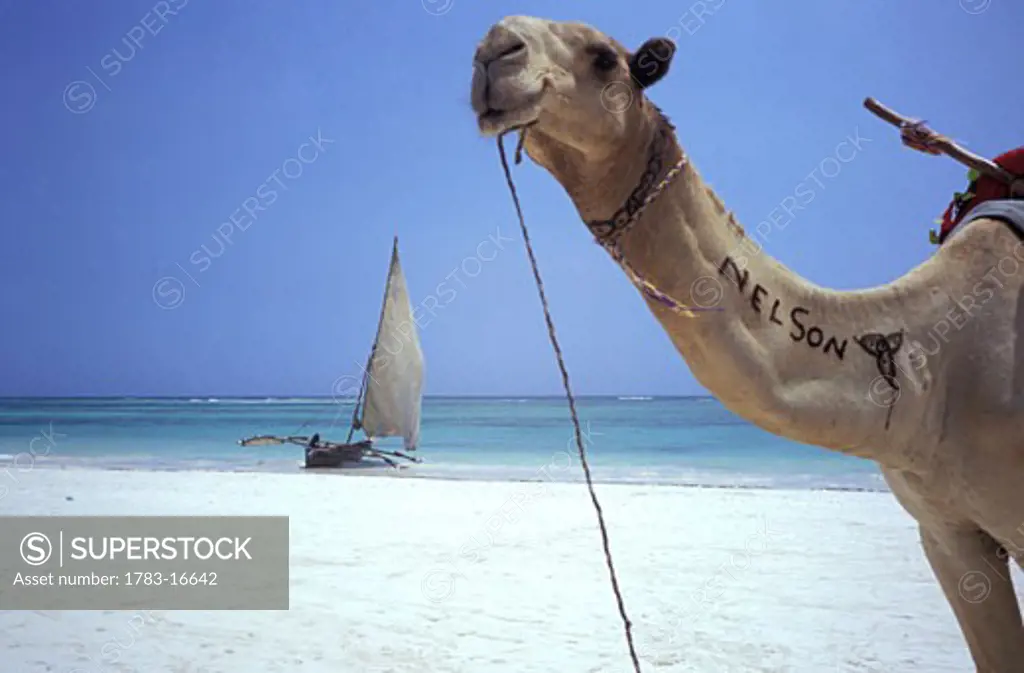 Camel on beach with dhow in background, Diani Beach, Mombasa Coast, Indian Ocean, Kenya