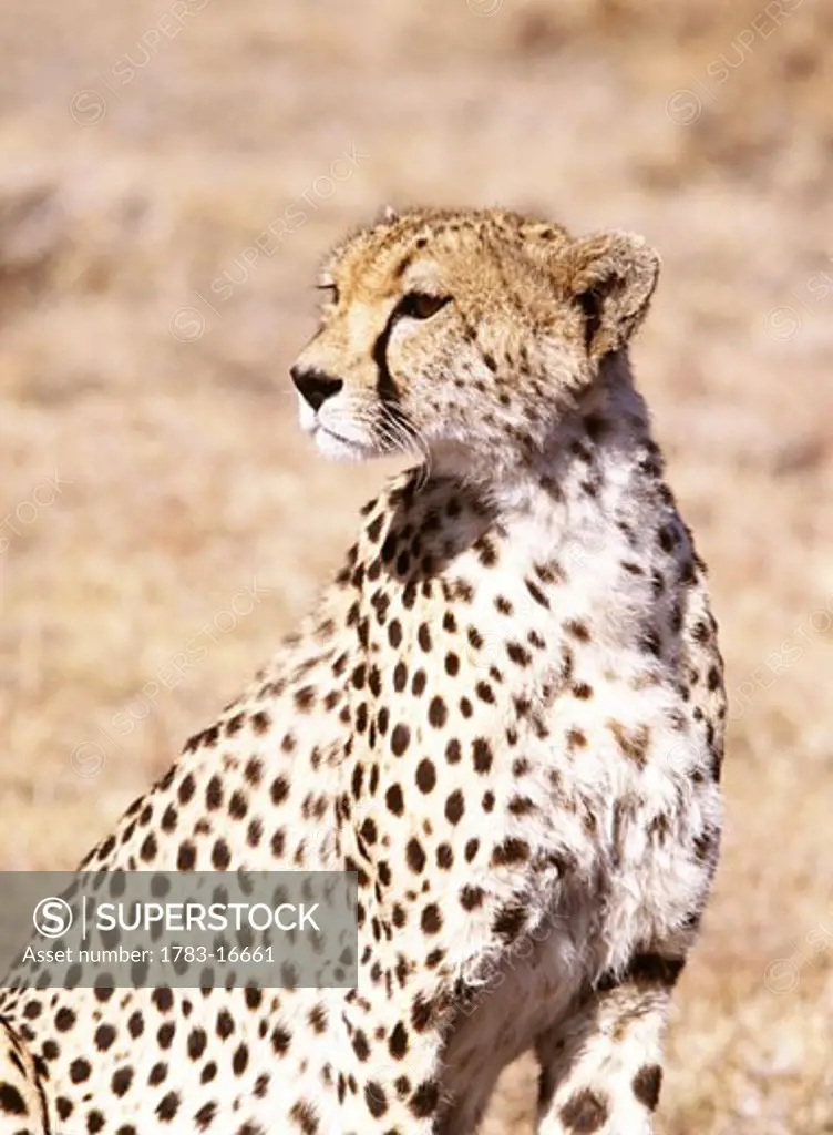 Cheetah in Maasai Mara Game Reserve, Maasai Mara Game Reserve, Kenya