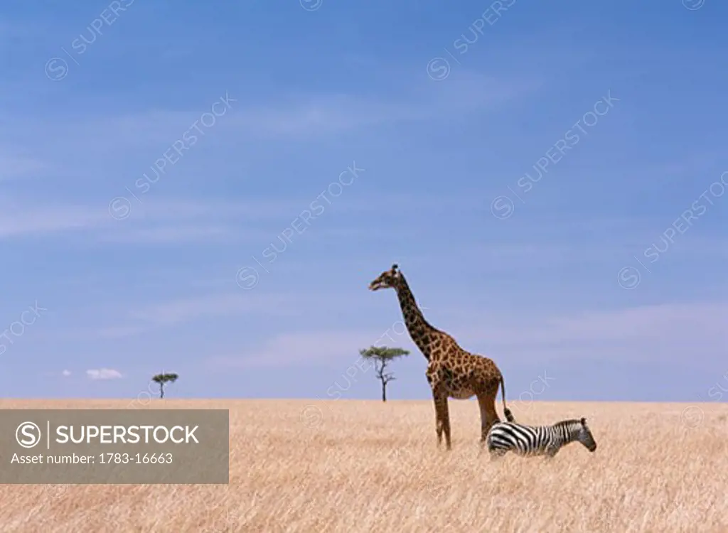 Giraffe standing in dry grass on the plains of the Masai Mara Game Reserve, Kenya