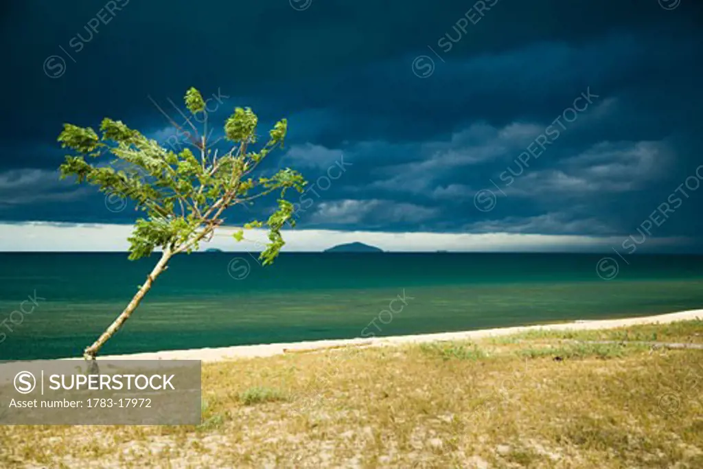 Wind swept tree near South China Sea, Penarek, Terengganu, Malaysia.