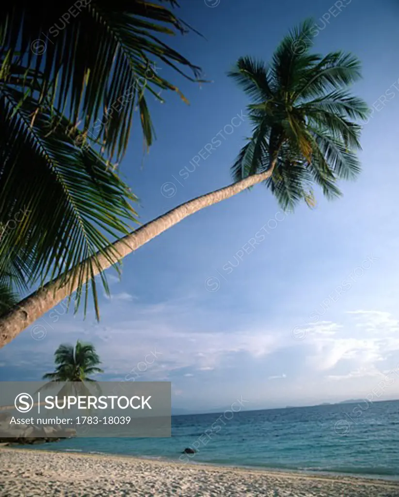 Palm trees on beach, Malaysia.