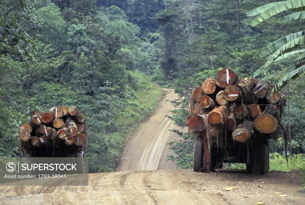 Trucks loaded with hard wood logs, Sabah, Malaysia
