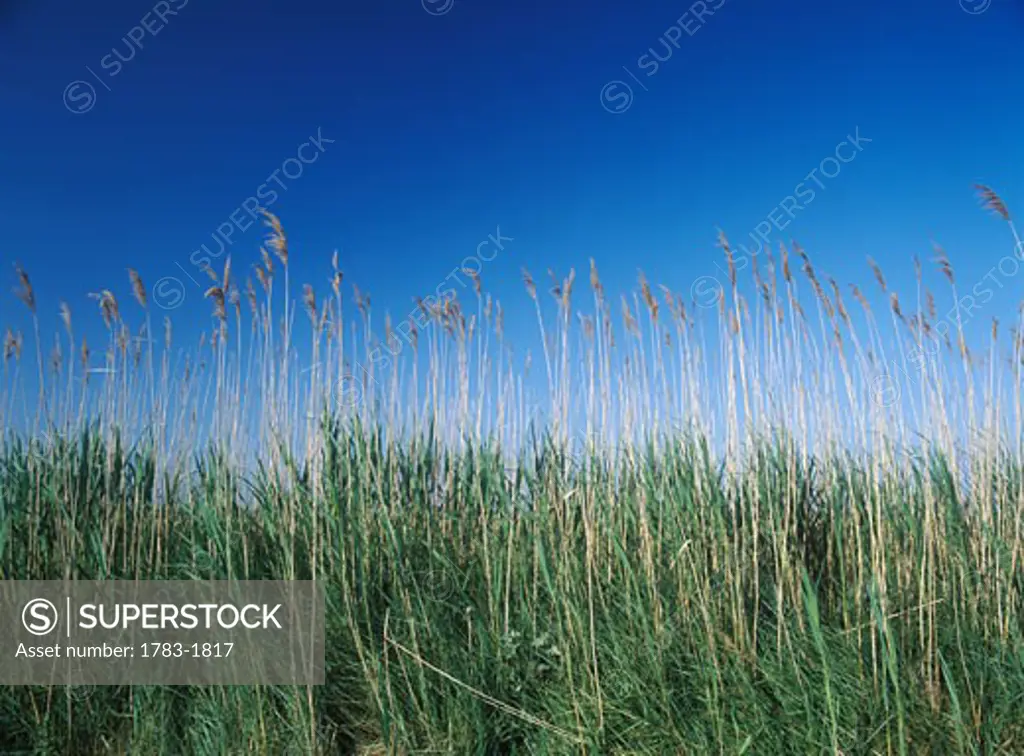 Marsh grasses beside the road, Camargue, France. 