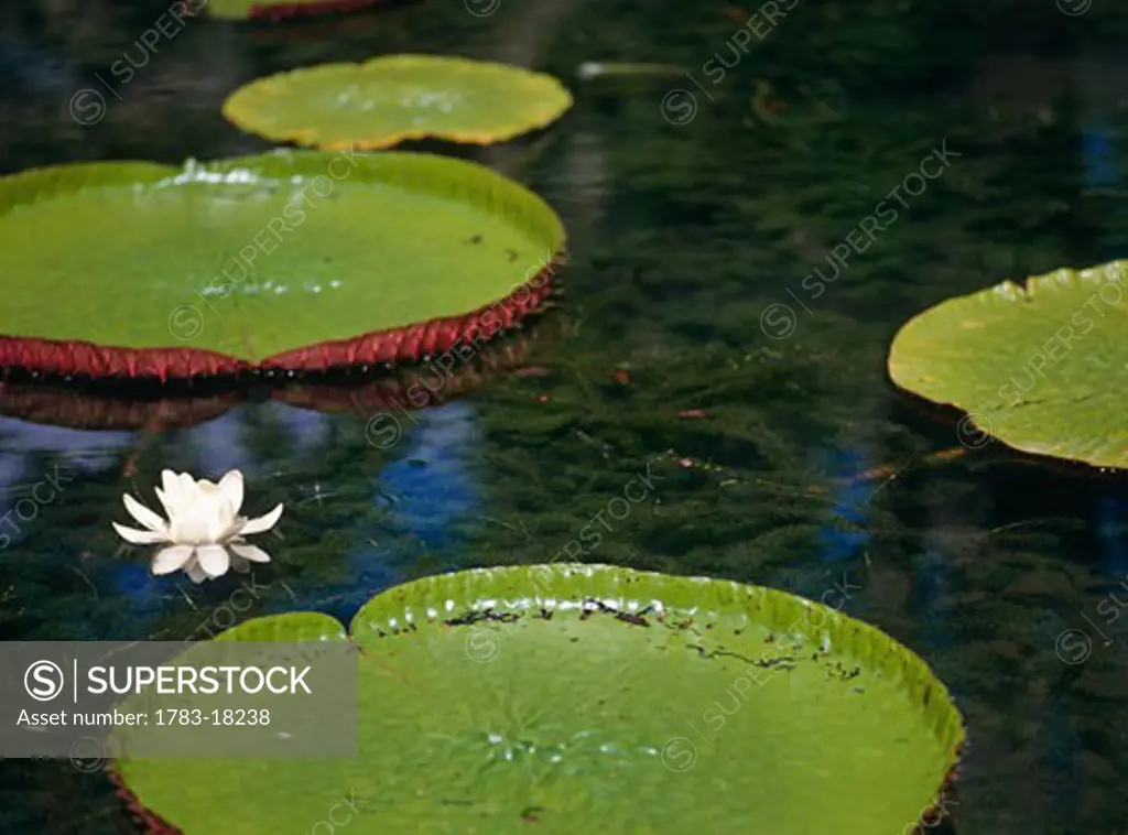 Water lily and lily pads of Botanical Gardens, Close Up, Pamplemousses, Mauritius
