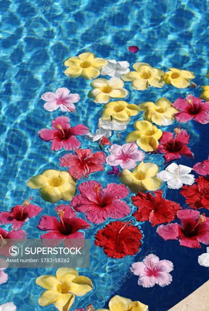 Flowers floating in water, Close Up, Acapulco, Mexico