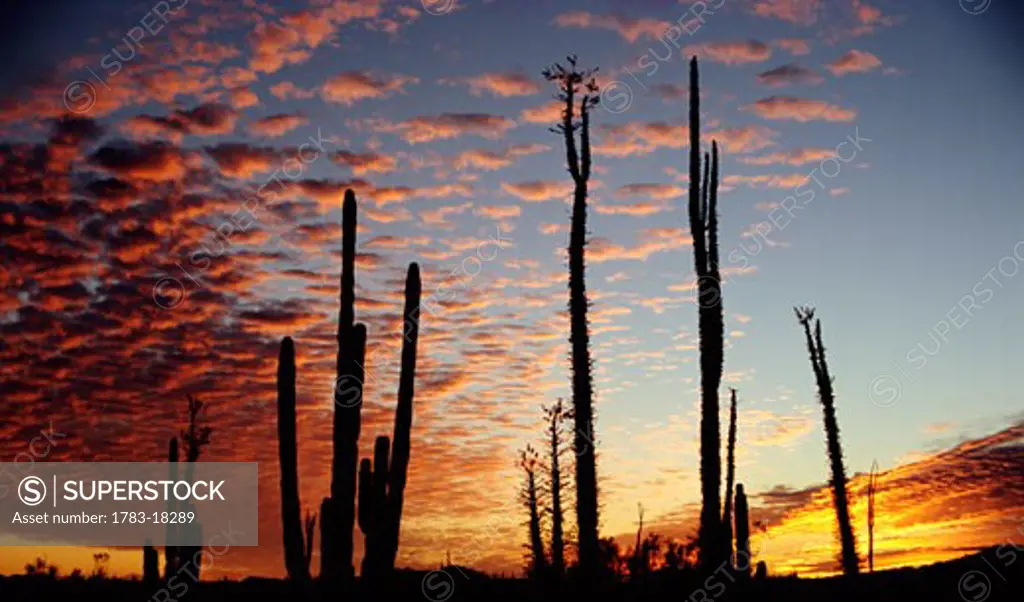 Cardon Cacti at sunset, Catavina, Baja California, Mexico
