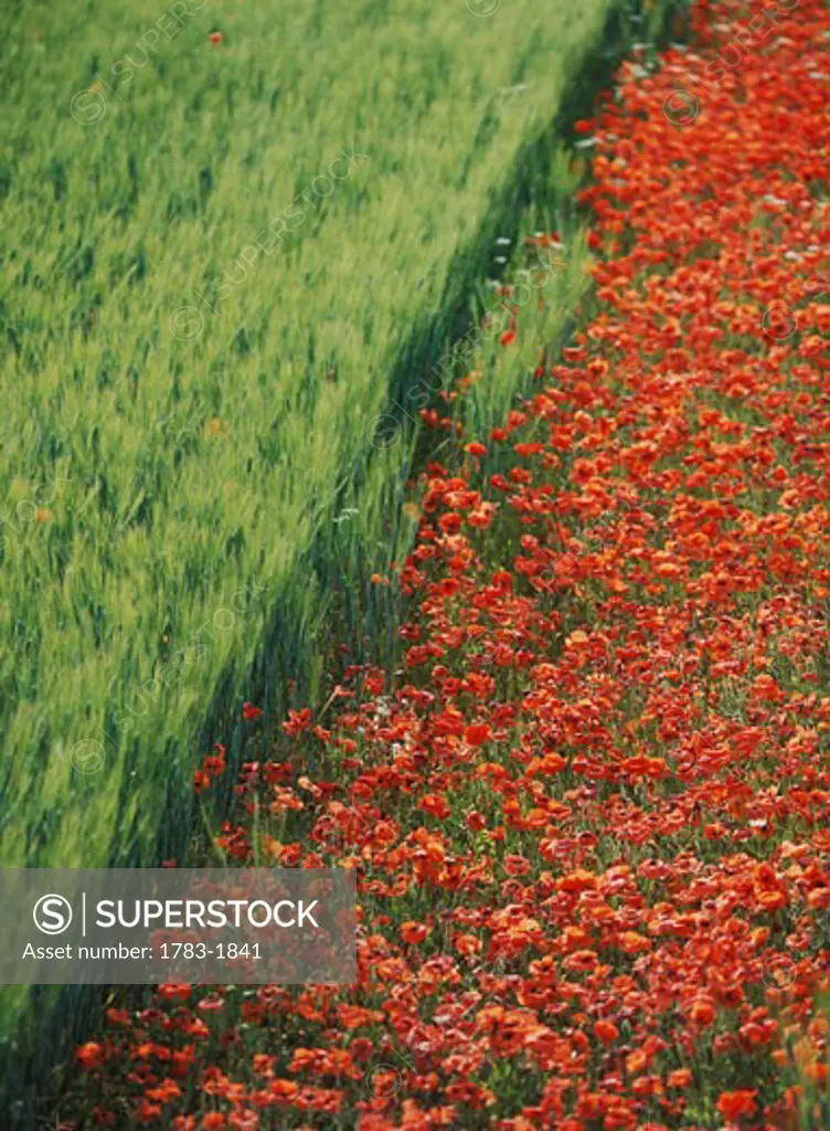Line of red poppies in wheat field in Provence, France. 