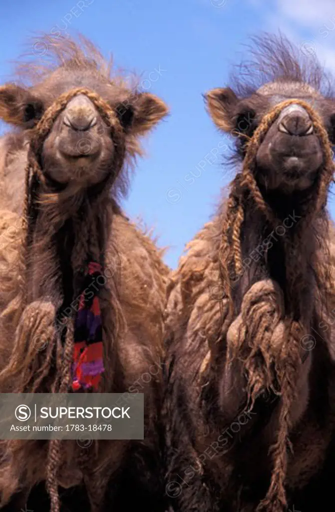 Two Bactrian camels, Mongolia