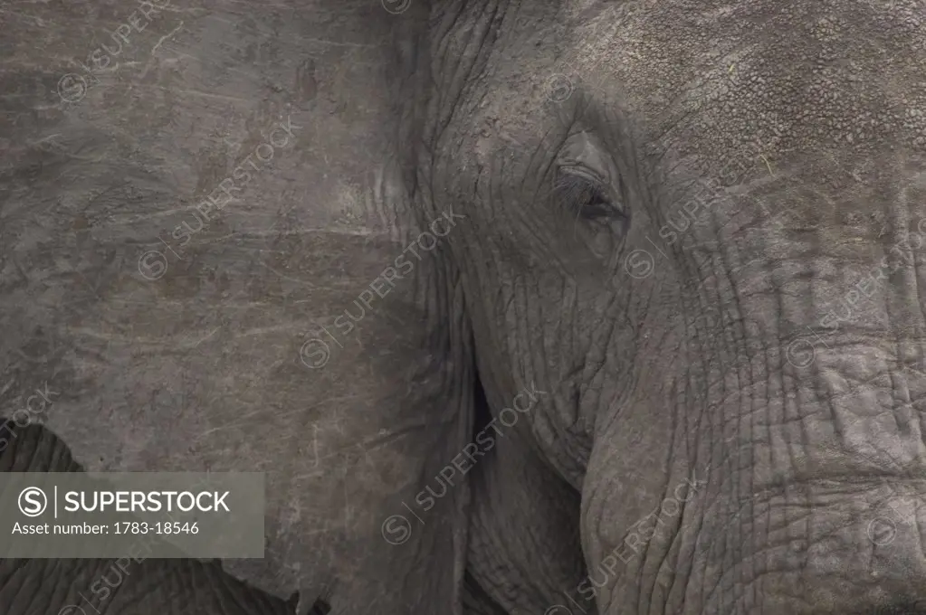 Detail of elephant , Liwonde National Park, Malawi.