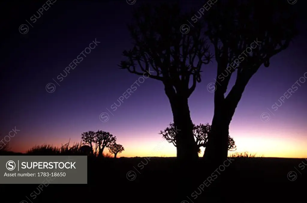 Quiver trees in the twilight, Namibia