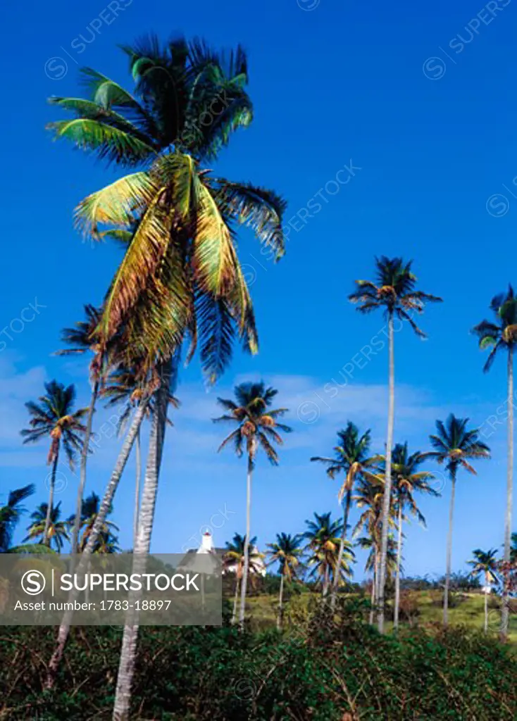 Palm trees, Pinneys Beach, Nevis.